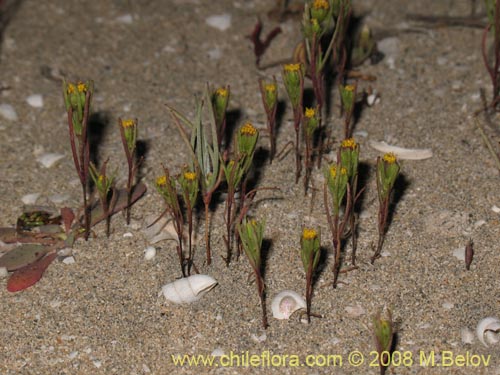 Image of Unidentified Plant sp. #1444 (). Click to enlarge parts of image.