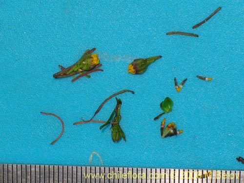 Image of Unidentified Plant sp. #1444 (). Click to enlarge parts of image.