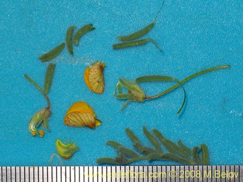 Bild von Fabaceae sp. #2003 (). Klicken Sie, um den Ausschnitt zu vergrössern.
