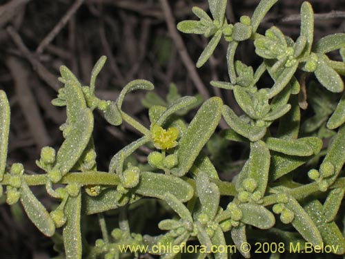 Фотография Tetragonia angustifolia (). Щелкните, чтобы увеличить вырез.