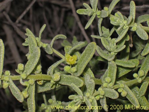 Bild von Tetragonia angustifolia (). Klicken Sie, um den Ausschnitt zu vergrössern.