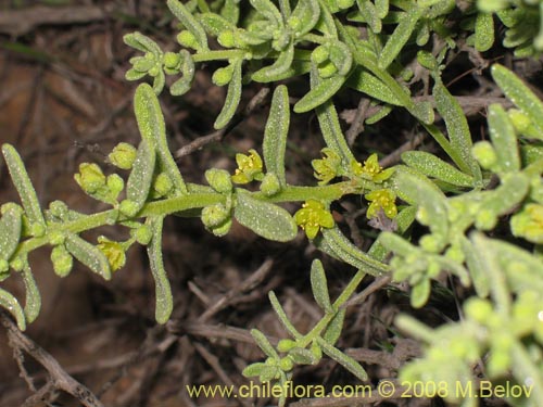 Imágen de Tetragonia angustifolia (). Haga un clic para aumentar parte de imágen.