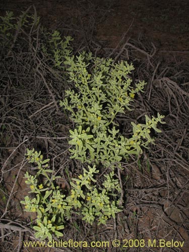 Imágen de Tetragonia angustifolia (). Haga un clic para aumentar parte de imágen.