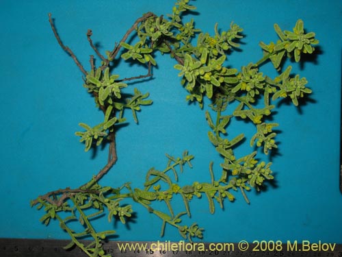 Tetragonia angustifolia的照片