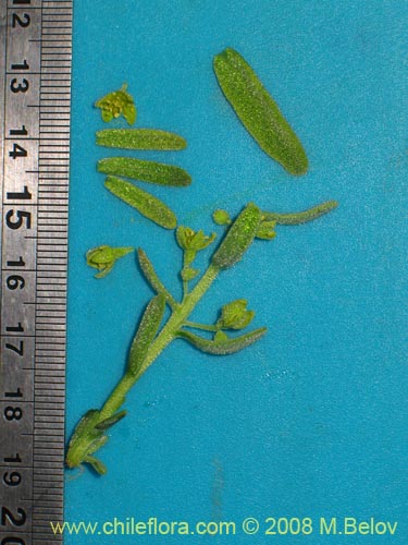 Image of Tetragonia angustifolia (). Click to enlarge parts of image.