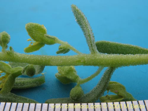 Image of Tetragonia angustifolia (). Click to enlarge parts of image.