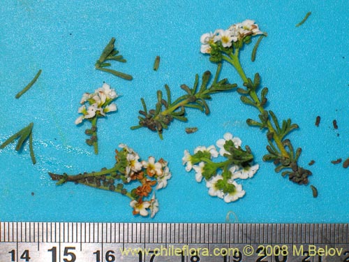 Image of Heliotropium filifolium (). Click to enlarge parts of image.