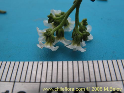 Image of Heliotropium filifolium (). Click to enlarge parts of image.