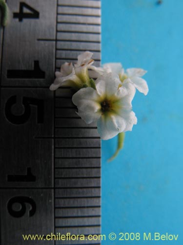 Image of Heliotropium filifolium (). Click to enlarge parts of image.