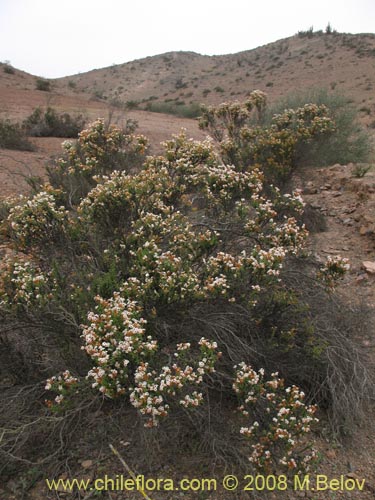 Image of Heliotropium filifolium (). Click to enlarge parts of image.