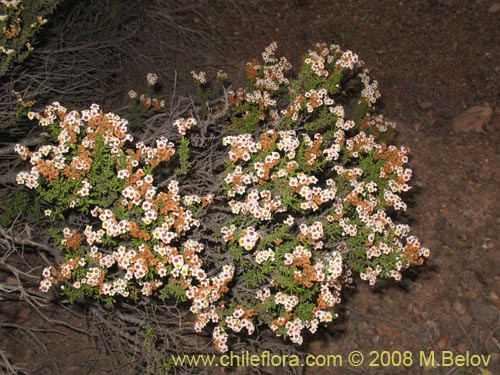 Imágen de Heliotropium filifolium (). Haga un clic para aumentar parte de imágen.