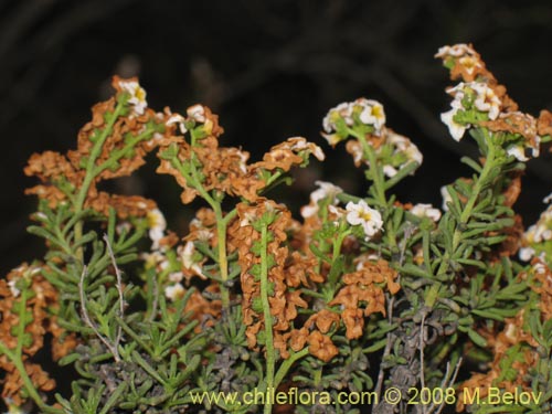 Image of Heliotropium filifolium (). Click to enlarge parts of image.