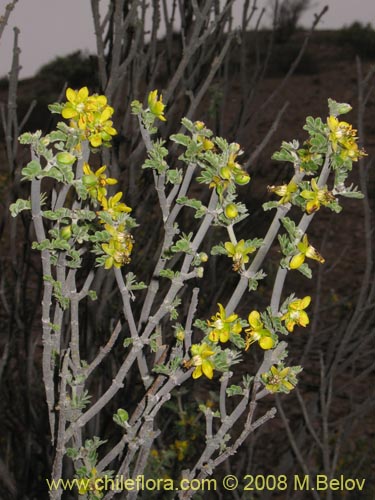 Фотография Bulnesia chilensis (). Щелкните, чтобы увеличить вырез.