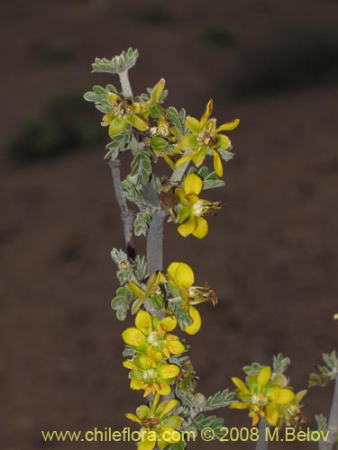 Image of Bulnesia chilensis (). Click to enlarge parts of image.