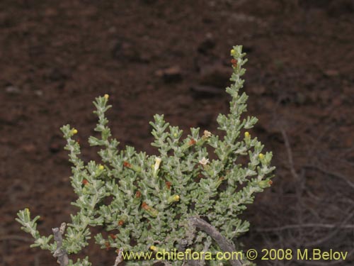 Imágen de Nolana sp. #1710 (). Haga un clic para aumentar parte de imágen.