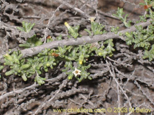 Imágen de Nolana sp. #1710 (). Haga un clic para aumentar parte de imágen.