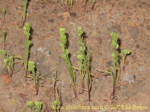 Brassicaceae sp. #2002の写真