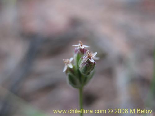 Plantago litoreaの写真