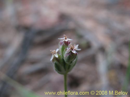 Plantago litorea的照片