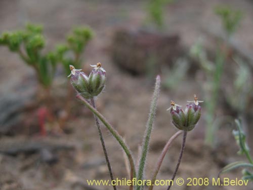 Plantago litoreaの写真