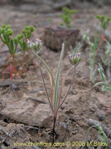 Plantago litoreaの写真