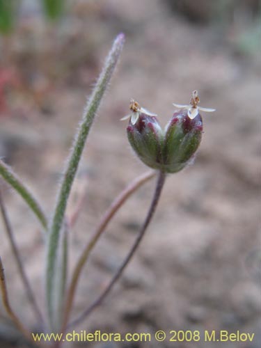 Plantago litoreaの写真