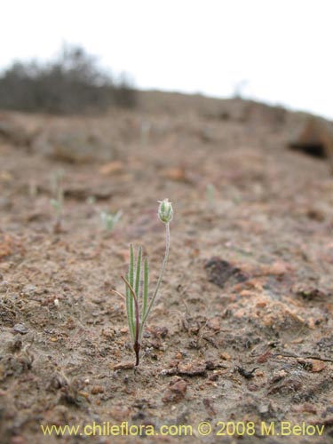 Image of Plantago litorea (). Click to enlarge parts of image.