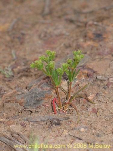 Lastarriaea chilensis的照片