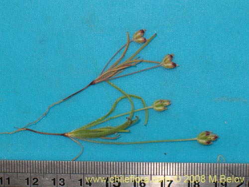 Image of Plantago litorea (). Click to enlarge parts of image.