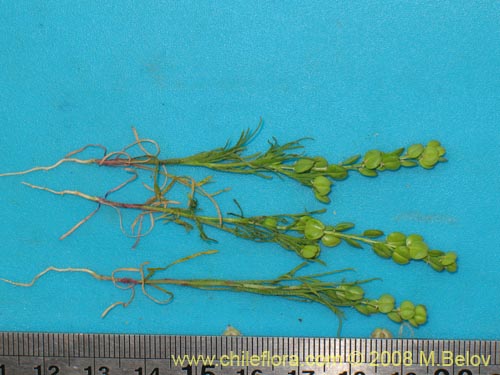 Image of Brassicaceae sp. #2002 (). Click to enlarge parts of image.