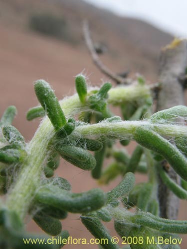 Bild von Nolana sp. #1710 (). Klicken Sie, um den Ausschnitt zu vergrössern.