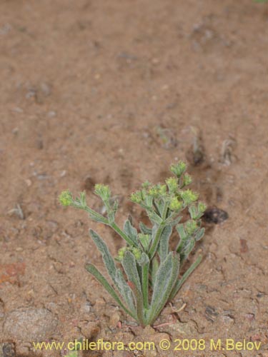 Image of Unidentified Plant sp. #2000 (). Click to enlarge parts of image.