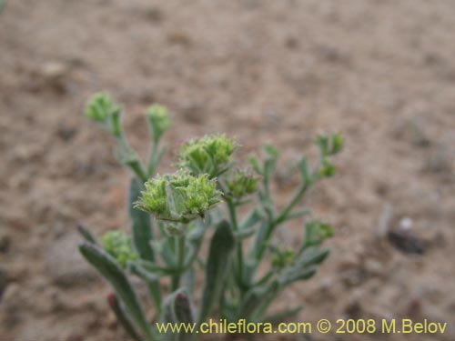 Image of Unidentified Plant sp. #2000 (). Click to enlarge parts of image.