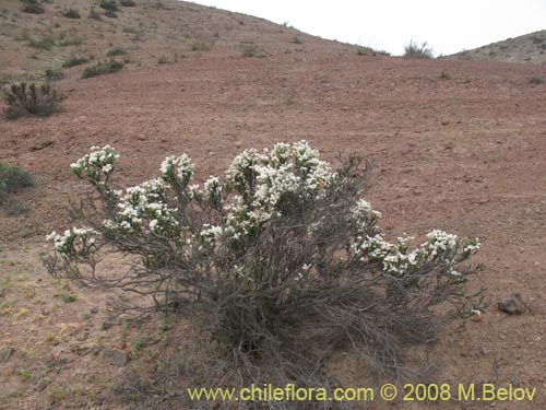 Heliotropium myosotifoliumの写真