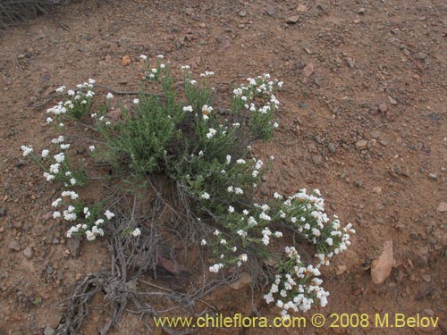 Heliotropium myosotifolium的照片