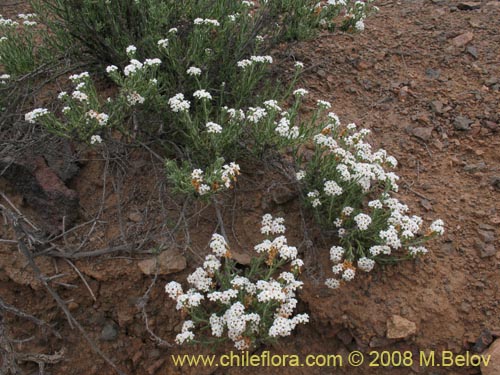 Heliotropium myosotifolium的照片