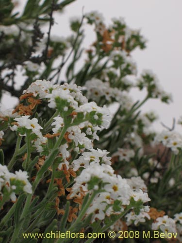 Bild von Heliotropium myosotifolium (). Klicken Sie, um den Ausschnitt zu vergrössern.