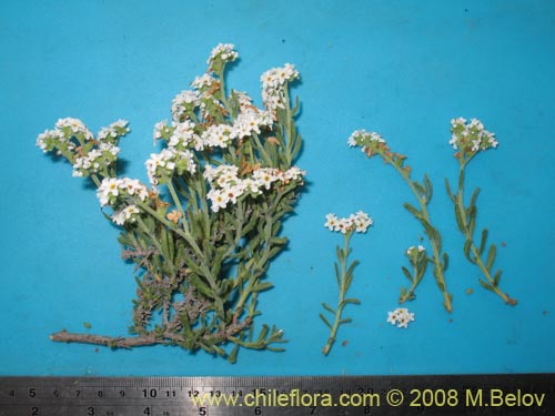 Image of Heliotropium myosotifolium (). Click to enlarge parts of image.