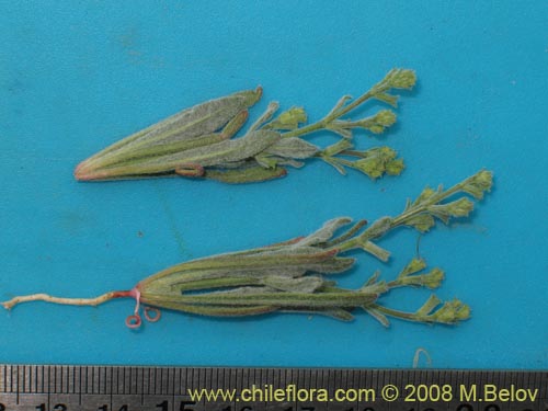 Image of Unidentified Plant sp. #2000 (). Click to enlarge parts of image.