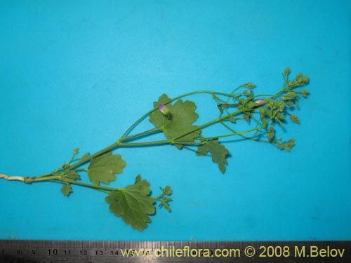 Cristaria gracilisの写真