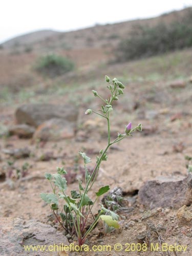 Фотография Cristaria gracilis (Malvilla). Щелкните, чтобы увеличить вырез.