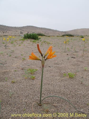 Imágen de Rhodophiala bagnoldii (Añañuca amarilla). Haga un clic para aumentar parte de imágen.