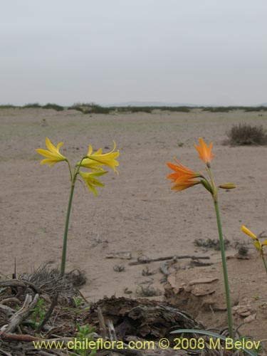 Imágen de Rhodophiala bagnoldii (Añañuca amarilla). Haga un clic para aumentar parte de imágen.