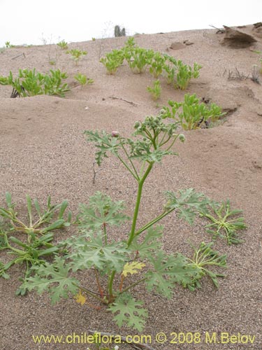 Фотография Cristaria viridiluteola var. pinnata (). Щелкните, чтобы увеличить вырез.