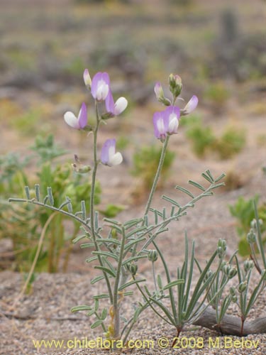 Image of Fabaceae sp. #1255 (). Click to enlarge parts of image.