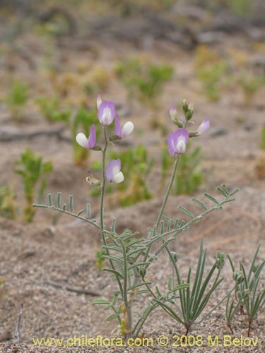 Image of Fabaceae sp. #1255 (). Click to enlarge parts of image.