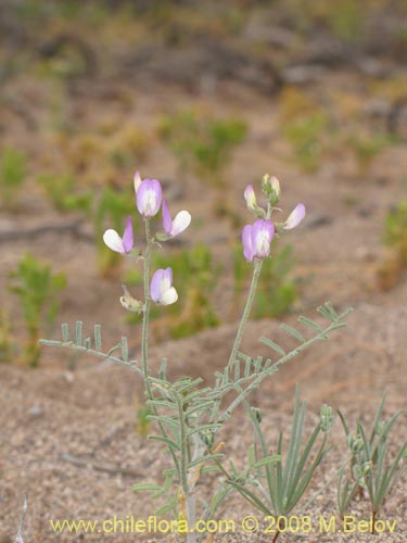 Bild von Fabaceae sp. #1255 (). Klicken Sie, um den Ausschnitt zu vergrössern.