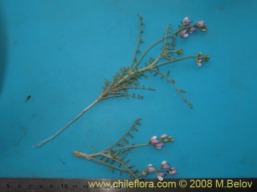 Fabaceae sp. #1255の写真