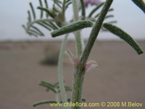 Imágen de Fabaceae sp. #1255 (). Haga un clic para aumentar parte de imágen.