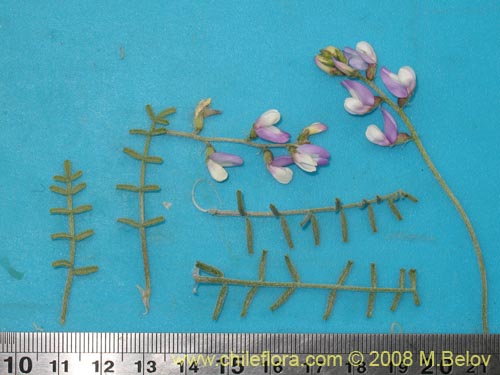 Bild von Fabaceae sp. #1255 (). Klicken Sie, um den Ausschnitt zu vergrössern.